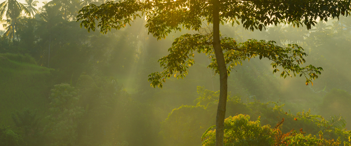 Poomala Dam Thrissur: A Must-Visit Destination for Nature Seekers